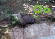 Otter