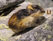 Lemming