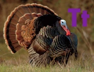 T is for Turkey