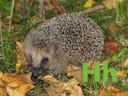 H is for Hedgehog