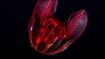 Bloodybelly Comb Jelly