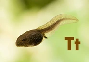 T is for Tadpole