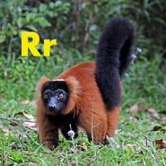 Ruffed Lemur