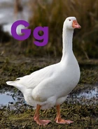 Goose