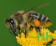 Honeybee