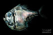 Giant Hatchetfish