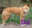 Dingo