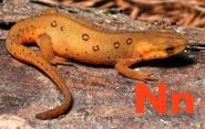 N is for Newt