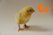 C is for Chick