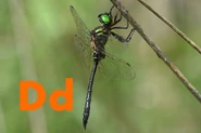 Dragonfly