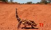 Thorny Devil