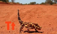 Thorny Devil