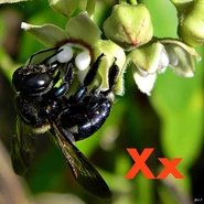X is for Xylocopa