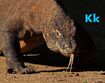 Komodo Dragon