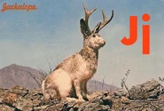J is for Jackalope