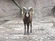 Bighorn Sheep