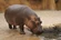 Hippopotamus