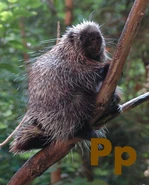 Porcupine