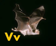 Vampire Bat
