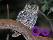 O is for Owl