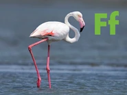 Flamingo