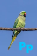 Parakeet