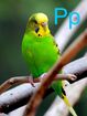 Parakeet