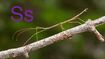 Stick Insect