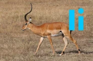 Impala