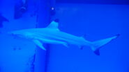 Blacktip Reef Shark