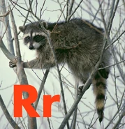 Raccoon