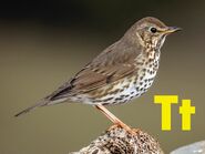 Thrush