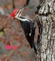 Woodpecker