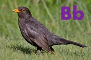 Blackbird