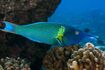 Bird Wrasse