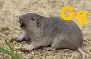 G is for Gopher