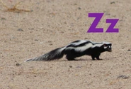 Zorilla