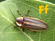 Firefly