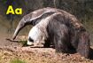 Anteater