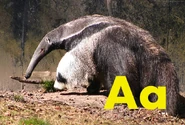 Anteater