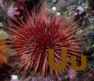 Urchin