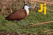 Jacana