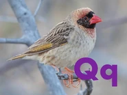 Q is for Quelea