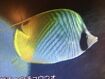 Threadfin Butterflyfish