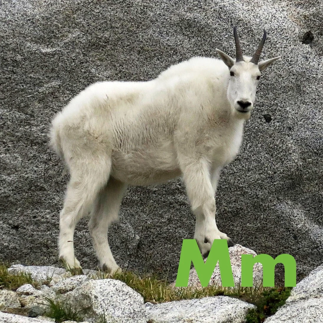 Animal Alphabet 64 (EmmettLovesAnimals Version) | Alphabet Wiki | Fandom