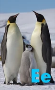 Emperor Penguin