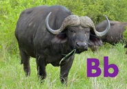 B is for Buffalo