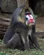 Mandrill