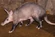 Aardvark