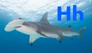 Hammerhead